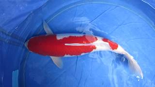 Marusei HQ Kohaku, ca. 65 cm