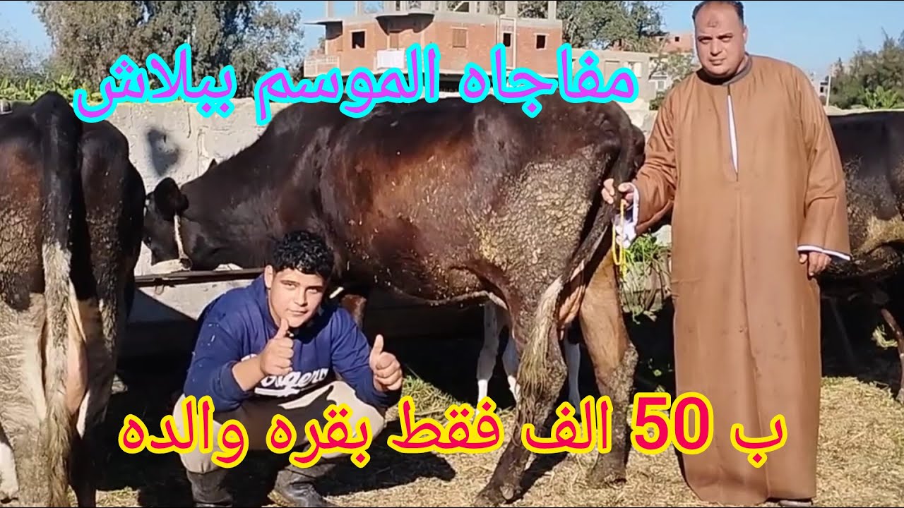 #مفاجاه الموسم أسعار البقر الوالد ببلاش يا تلحق يا متلحقش من مزرعه المعلم جمعه بتاريخ 25/12/2025
