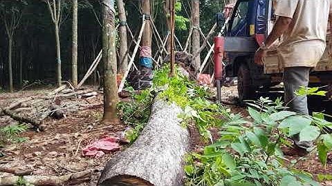 Cây giáng hương công trình lõi quá đẹp - Cây xanh Bình Long