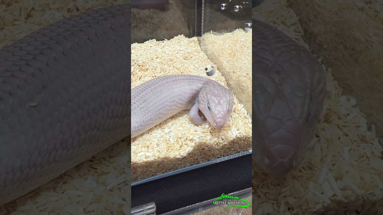You've never seen reptiles like these before! (Penrith Reptile Expo, Australia)  #shorts