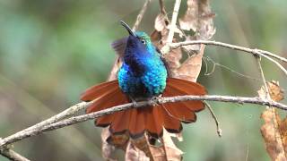 Lazuline Sabrewing Calling @Birdfun