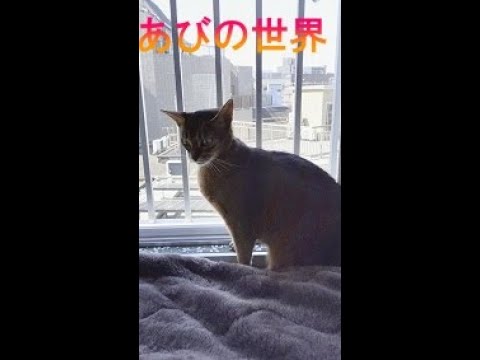 ネコ動画あび＃1291 あびの毎日 アビシニアン あび - YouTube