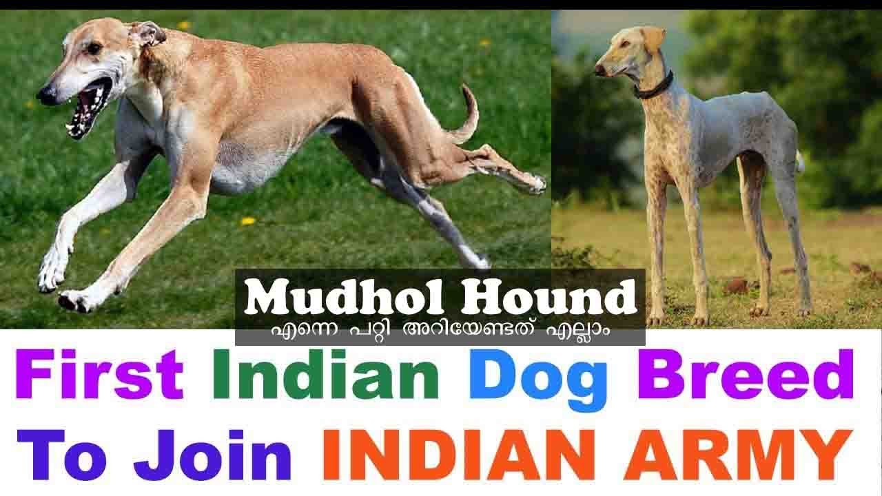 Mudhol Hound Dog Breed Malayalam അറിയേണ്ടതെല്ലാം YouTube