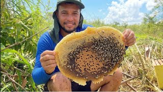 Resgate de Abelhas Africanas 🐝