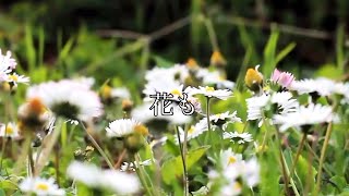 花も Hanamo–with lyrics