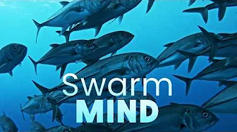 When Millions Move as One: The Science of Swarms and Crowds | Smart Swarms Ep. 2 | Documentary