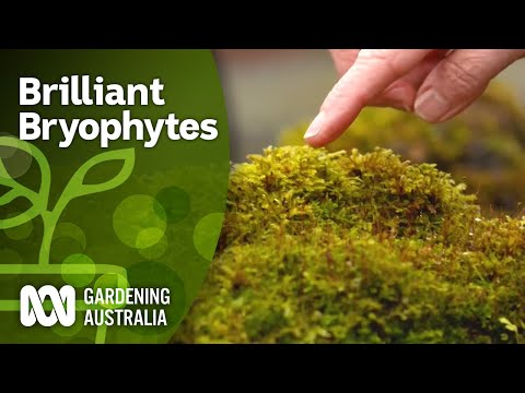 Video: How To Cook Liverworts