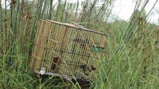 Trinca Ferro Isca De Cobra 04