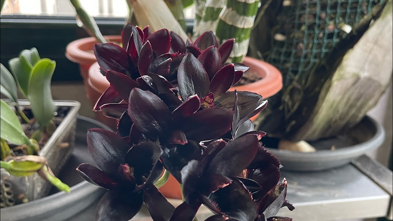 ORQUIDEA NEGRA CATASETUM cuidados y cultivo.