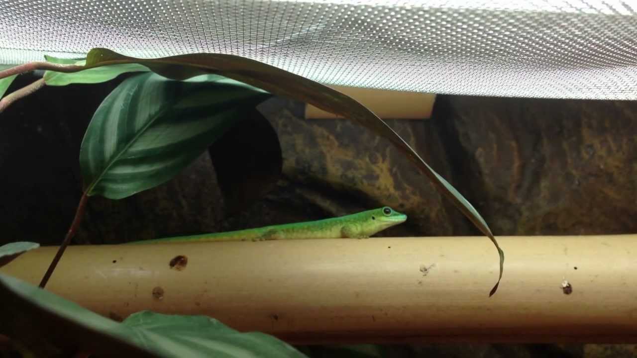 camera iphone 8 plus apk Phelsuma robertmertensi pair