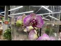 Обзор орхидей в ОБИ на Боровском шоссе в Москве🌸Цены на орхидеи и уценка