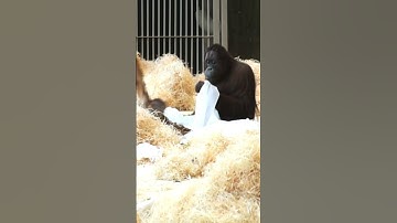 FUNNIEST Orangutan Moments Caught on Camera!#shorts#orangutans#funnyvideo#funnyanimal#zoo