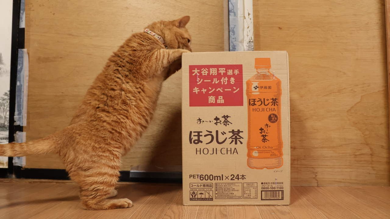 お～いお茶ほうじ茶 箱と猫 box and cat 251104 - YouTube