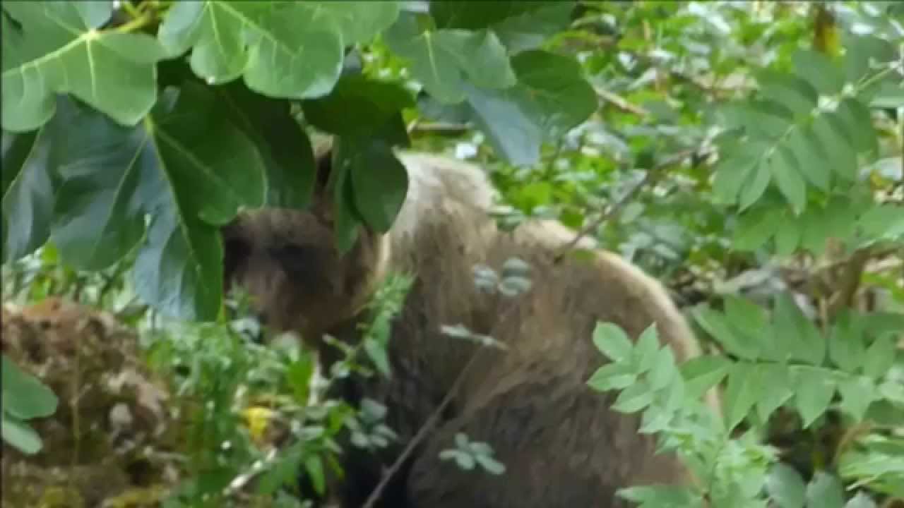 Oso en el rio Somiedo