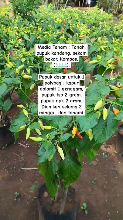 Tutorial Singkat Menanam Cabai di Polybag, Dijamin Berbuah Lebat!