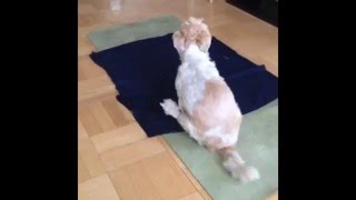 If Life Gives You A Rough Day