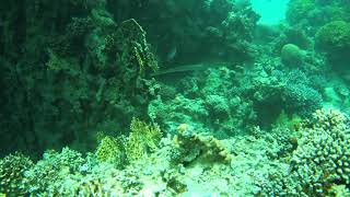 Cornetfish Fistularia Tabacaria Aqaba, 09.04.2019