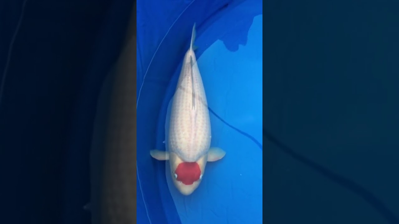 Finding Real Big Koi fish, Japanese koi