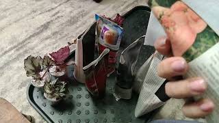 картинка: Распаковка посылки с новыми бегониями