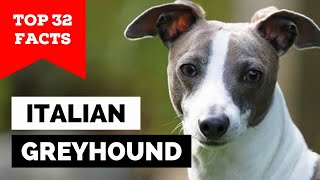 99% of Italian Greyhound Dog Owners Don't Know This