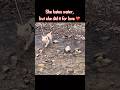 Fear vs Love #chihuahua #dogshorts #dogstory #bravedog #cutedog #tinydog #doglover #emotional