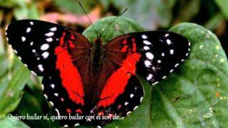 Video voorbeeld van ""El vals de las mariposas"  -  José Velez"