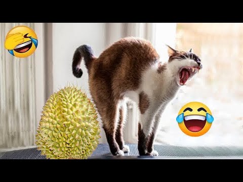 Collection of 20 extremely funny cat moments | Funniest Dogs and Cats 2025😹😻