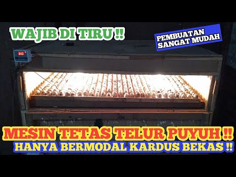 Cara Membuat Penetas Telur Puyuh Dari Kardus