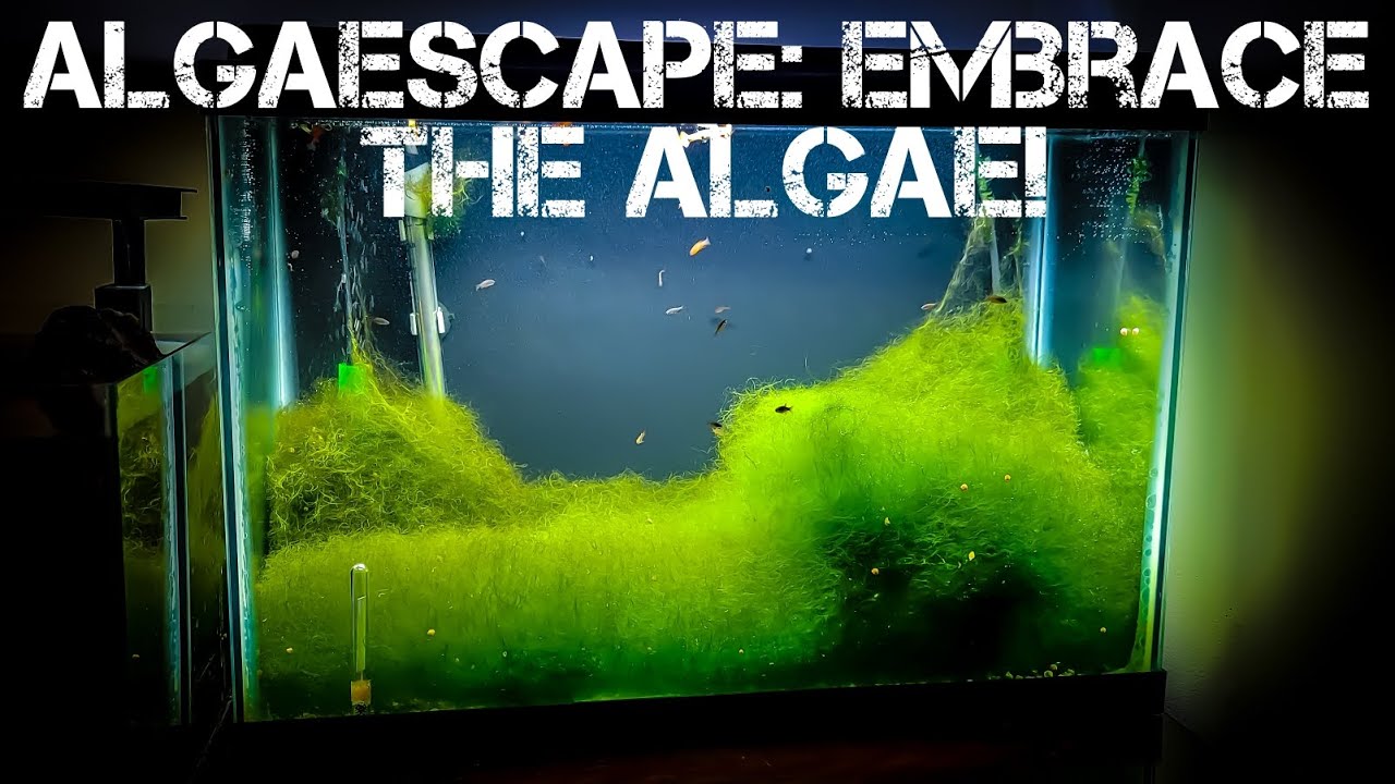 Algae: The Ultimate Nature Scape! - YouTube