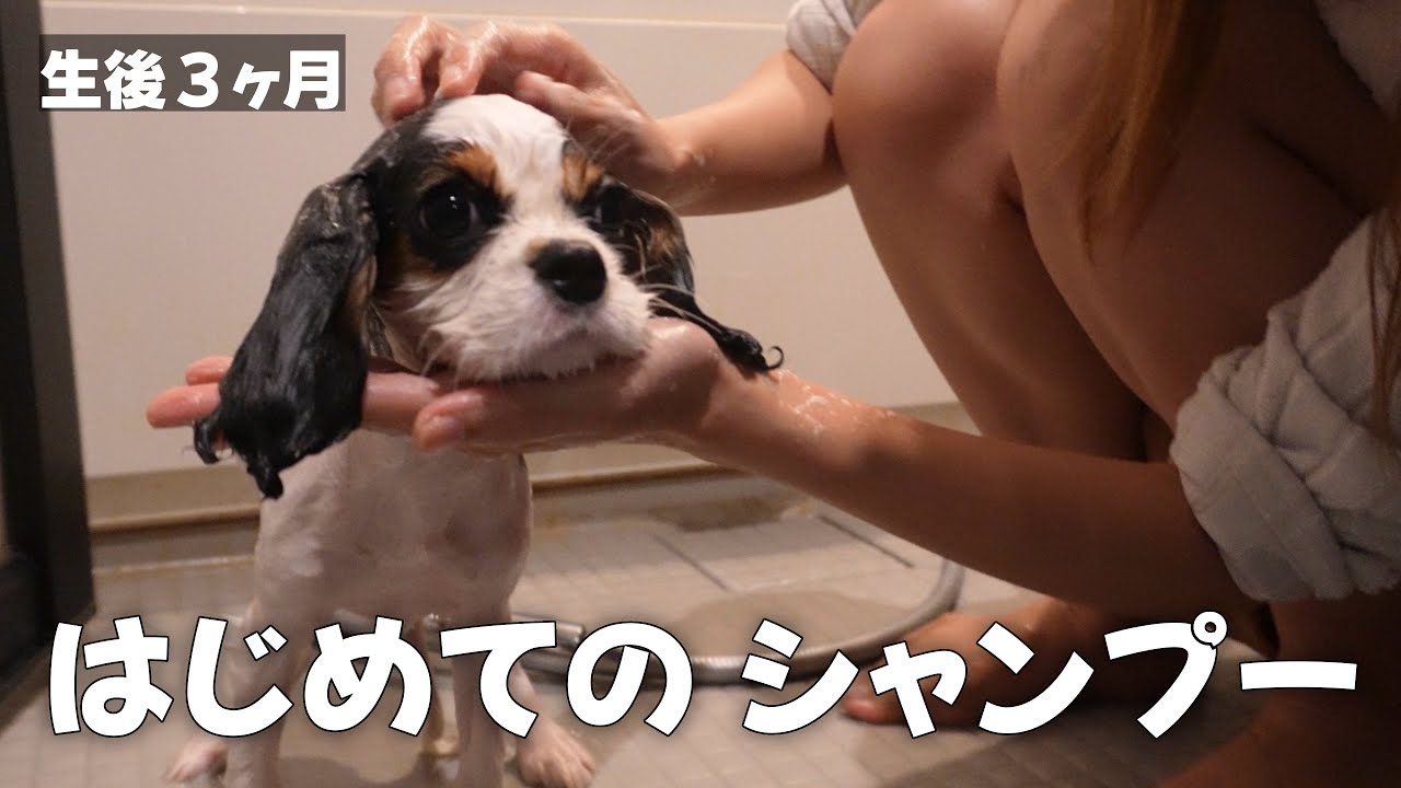 First shampoo challenge for my new puppy! [Cavalier King Charles