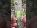 learn simple grafting 🌱🌳#bonsaitree #bonsai #grafting #fblifestyle