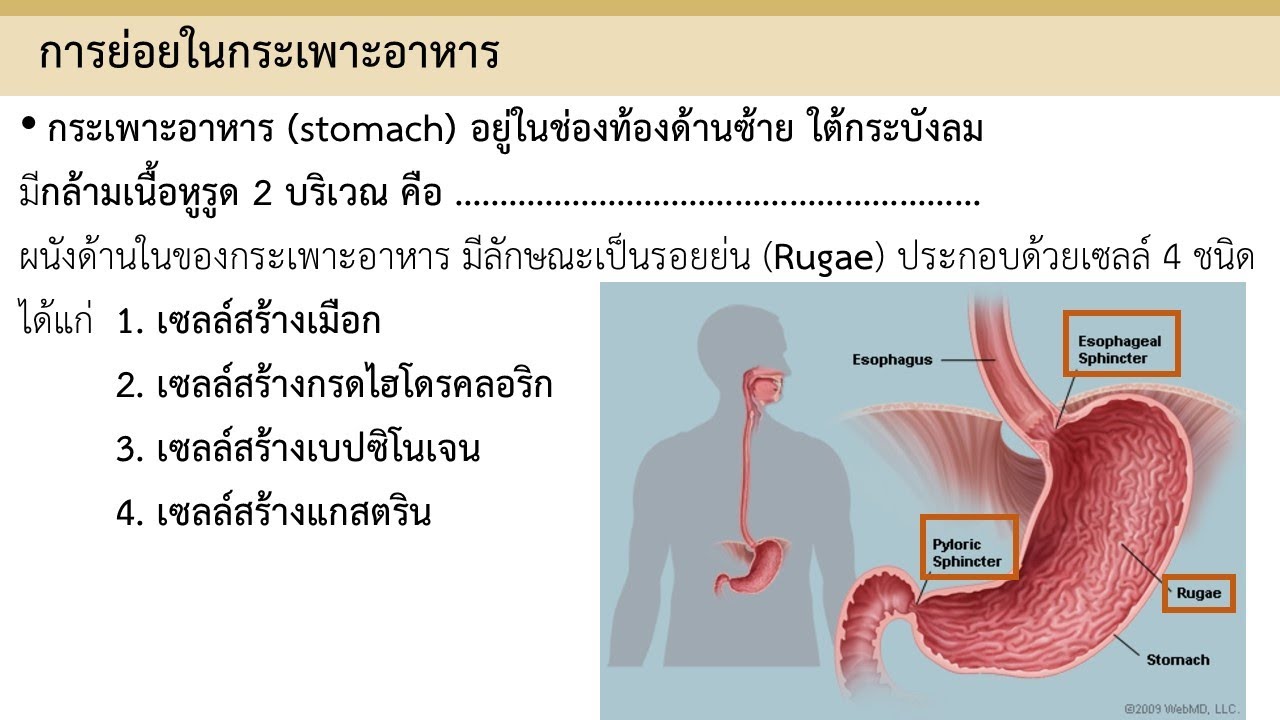 หน้าที่ระบบย่อยอาหารของมนุษย์  Update New  การย่อยอาหารของมนุษย์ | Stomach | EP.2 [3/9] | ชีววิทยา​ 4 | Anchan__
