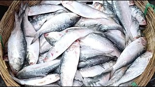 🔴 Live Seafood Tour from Bagerhat KB Market | Real Fish Market Experience