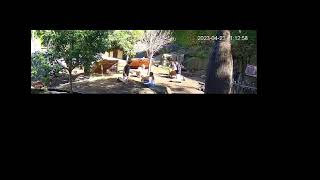 Capybara TV - Taronga Zoo 23/4/2023 by seedyrom 31 views 1 year ago 18 minutes