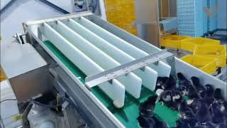 Hatchery Day Old Chick Processing System