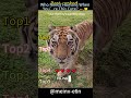 #bigcat #tigers #lion #leopard