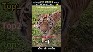 #bigcat #tigers #lion #leopard