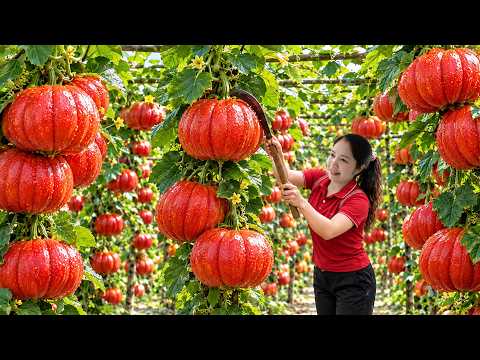 Harvesting Rare Red Pumpkins to Sell to Locals | Country Life