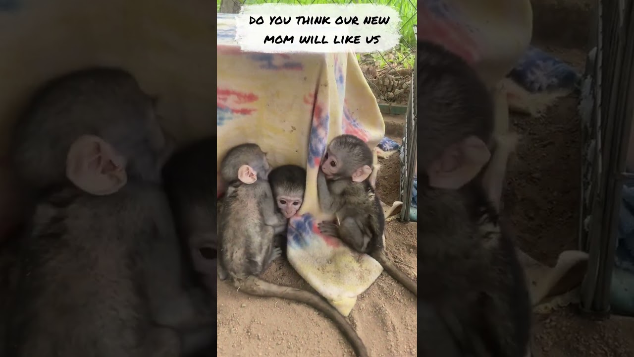 Baby Monkey🐒 hope new mom likes them