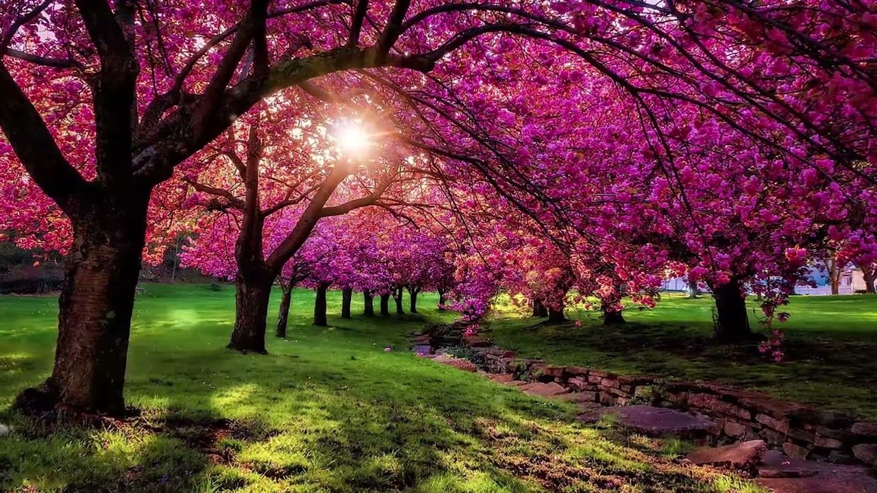 Relaxing light Music, Best Music For Relaxation, Daily Focus and Cleansing, Positive Energy