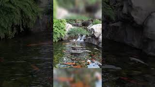 Building A Pond Or Water Feature In Garden Garden Decoratin