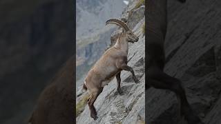 This Goat Climbs ALMOST VERTICAL Cliffs! 😳🐐