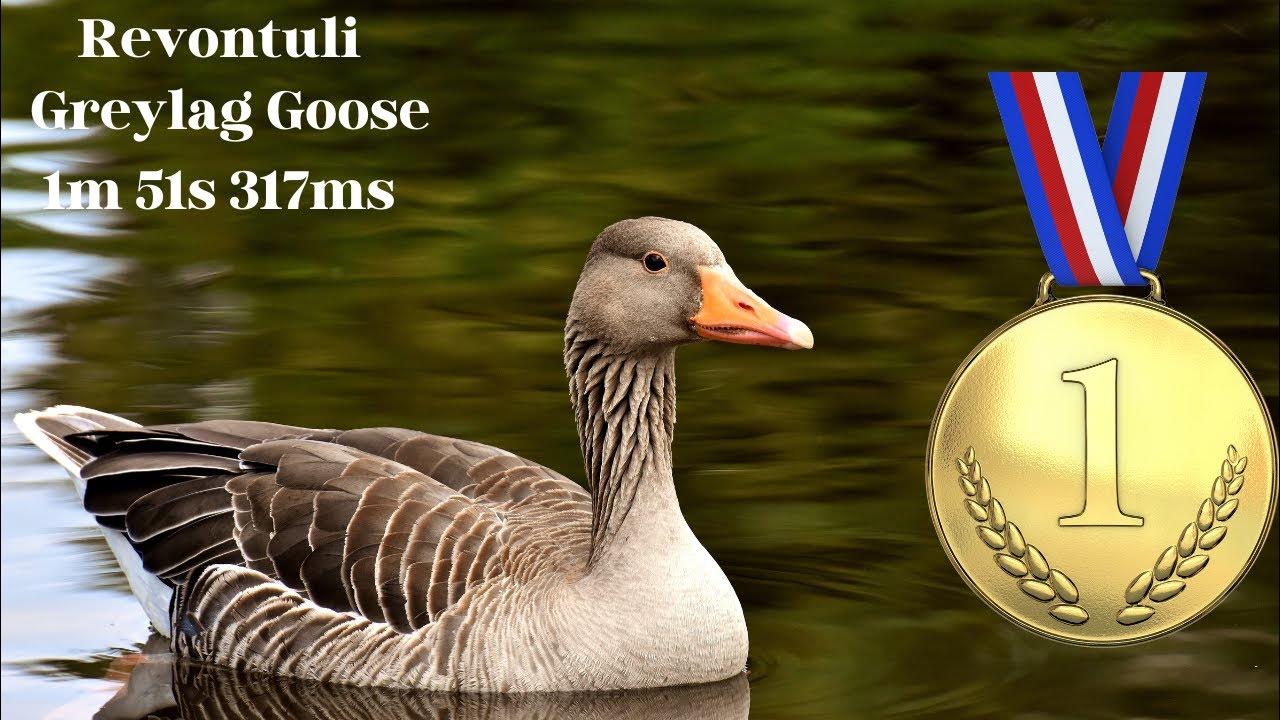 theHunter COTW Revontuli Coast Greylag Goose DLC Allowed 1m 51s