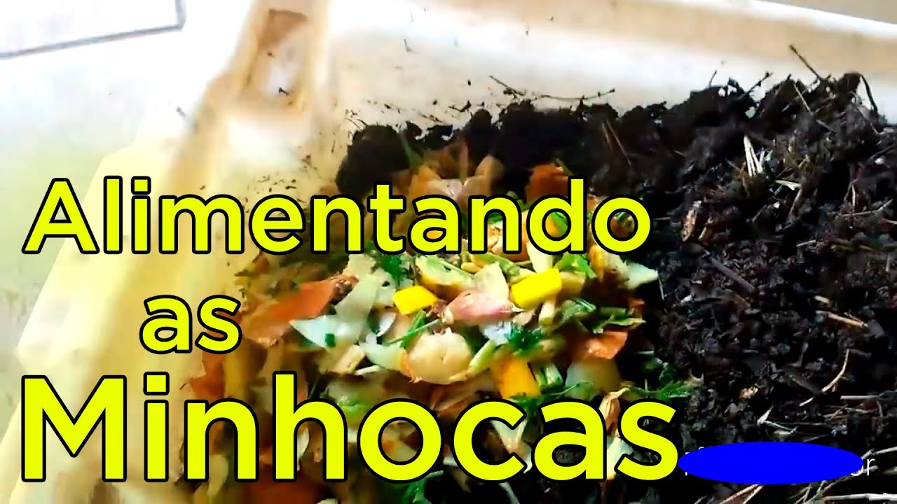 Como Alimentar as Minhocas do Minhocário - YouTube