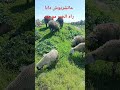 كتعاونو الشناقة باش يرفعو فالثمن البركي اكسبلور الصردي