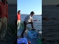 【飲ませ釣り】サイズ良し、元気よしの最高のブリ 2-2 #Shorts