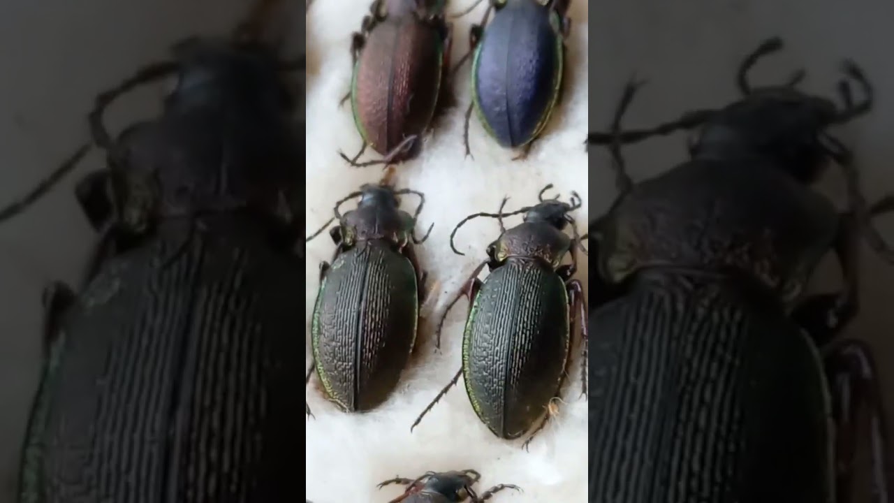 Do You Like Colors of Ground Beetles? Collection of Carabidae, Coleoptera. Kyiv, Ukraine.