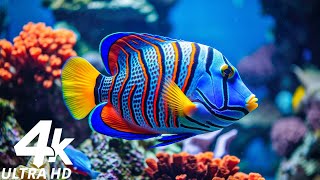 In The Aquarium You Can See Huge Sea Creatures 4K (ULTRA HD) - The Most Beautiful Fish In The World