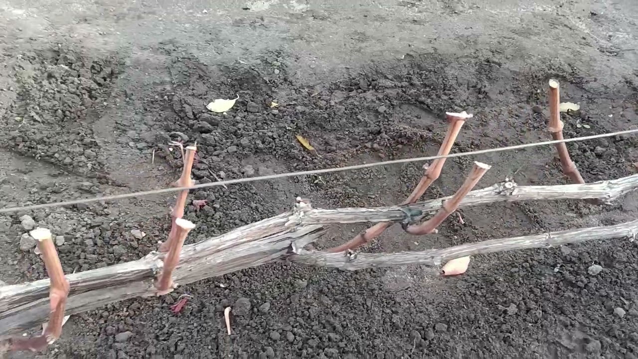 Обрізка виноградних кущів. 