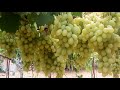 الفرق بين العنب الزيني والعنب الدابوقي . The difference between Zinni grapes and Dabuqi grapes